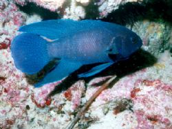 Western Blue Devil, taken at African Reef, Geraldton. The... by Natasha Tate 
